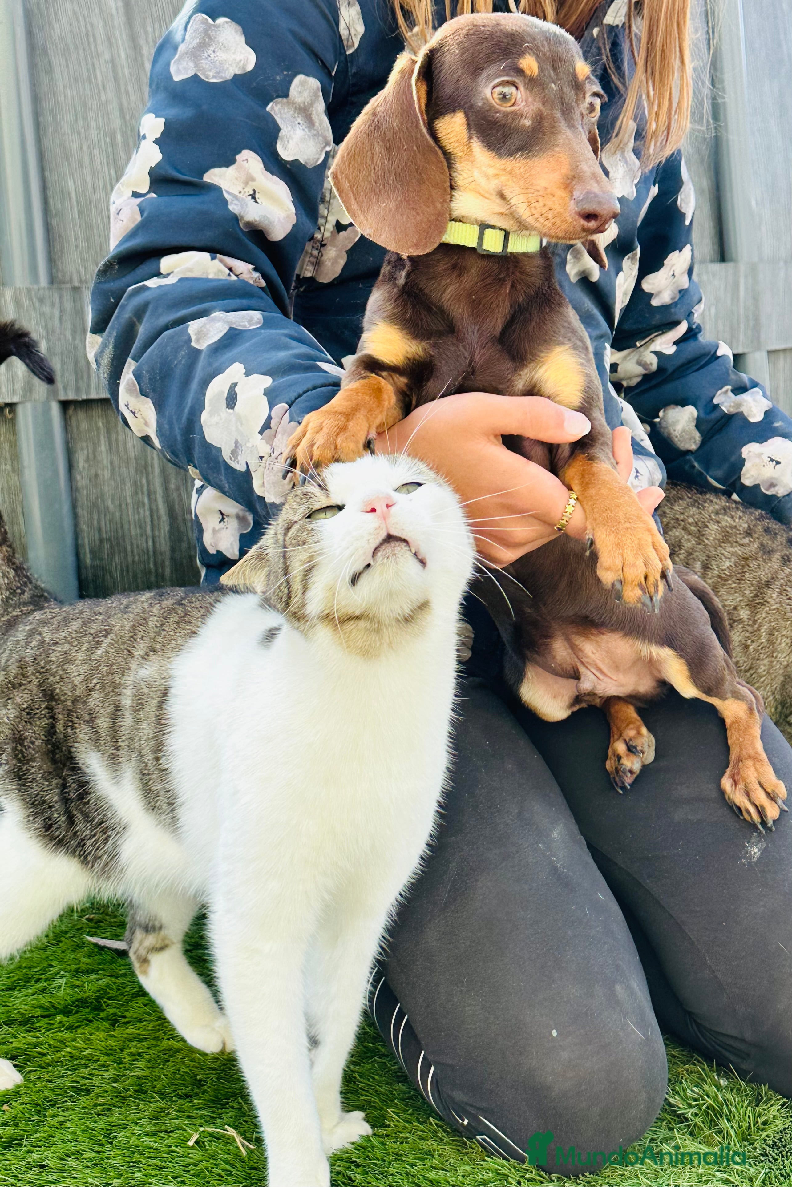 Teckel Miniatura perros Miniatura chocolate - Anuncio 27