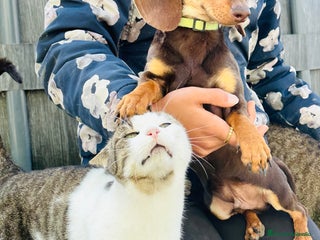 Teckel Miniatura perros Miniatura chocolate - Anuncio 1