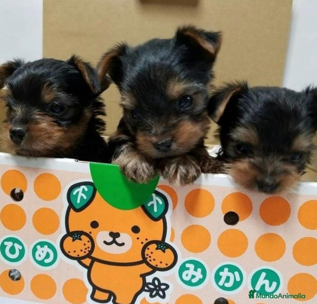 Yorkshire Terrier perros Yorkshire terrier Toy super pequeños  - Anuncio 1