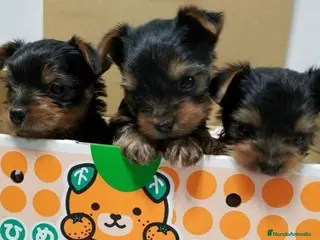 Yorkshire Terrier perros Yorkshire terrier Toy super pequeños - Anuncio 1