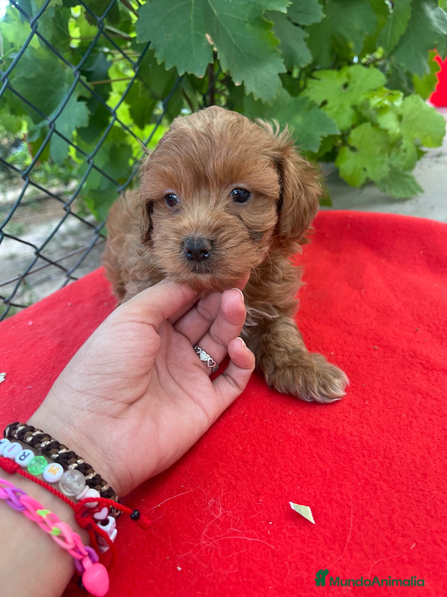 Maltipoo perros PRECIOSO MACHO - Anuncio 3