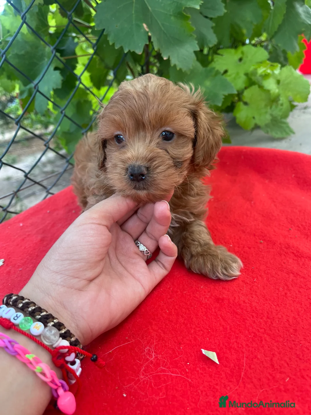 Maltipoo perros en venta: PRECIOSO MACHO - Anuncio 1