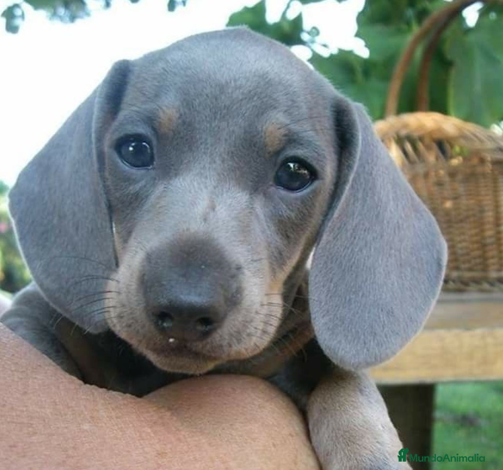 Teckel Miniatura perros Teckel blue  - Anuncio 1