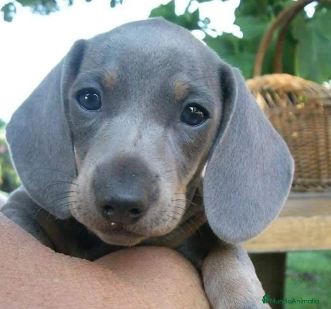 Teckel Miniatura perros en venta: Teckel blue  - Anuncio 1