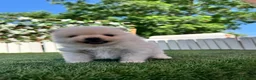 Pomerania perros en venta: POMERANIA - Anuncio 13