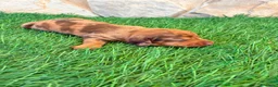 Teckel Miniatura perros en venta: Teckel Miniatura merle chocolate - Anuncio 17
