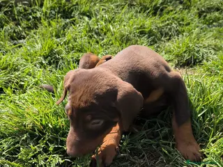 Dobermann perros Macho chocolate doberman - Anuncio 1
