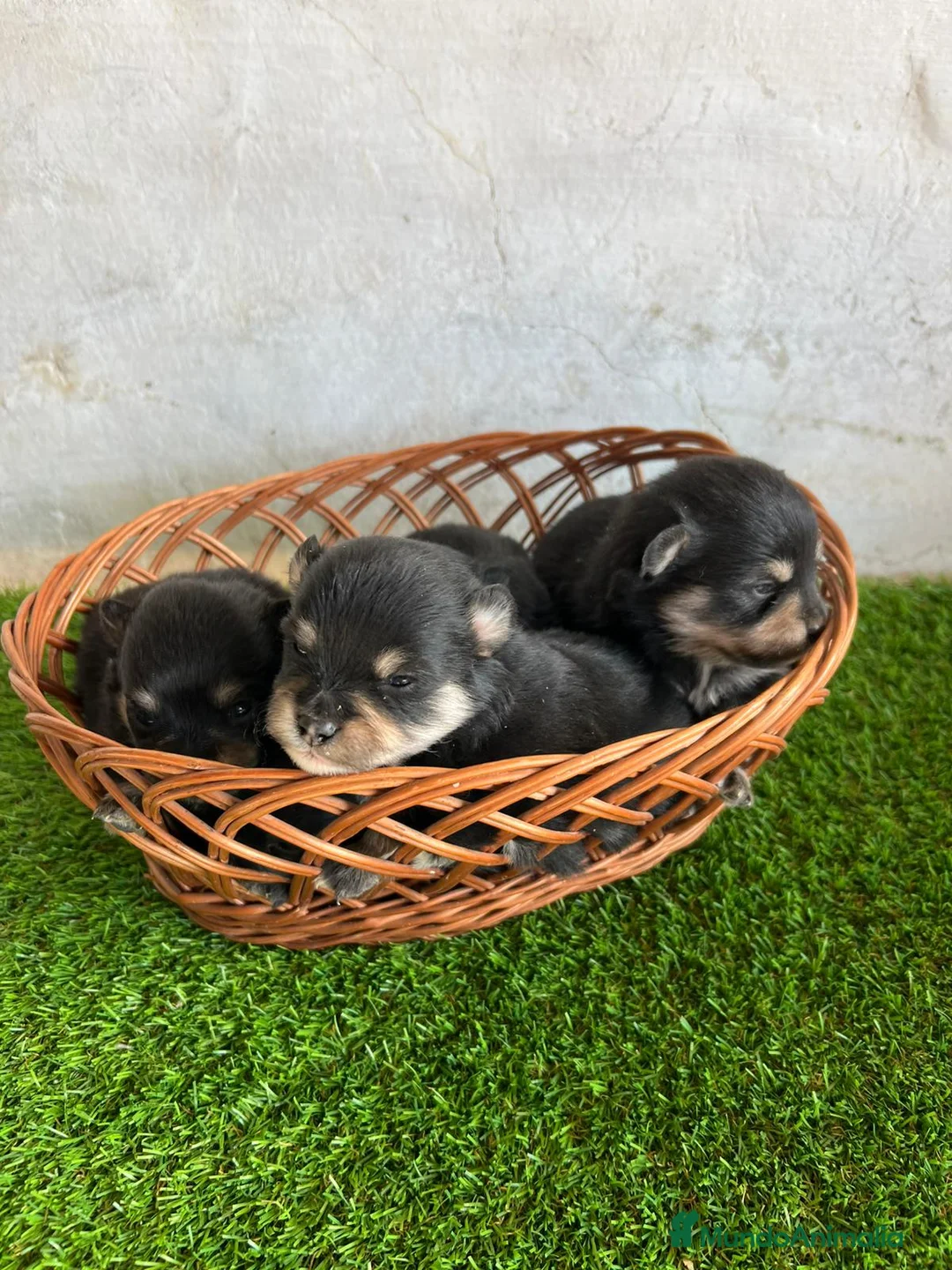 Pomerania perros en venta: Pomerania black & tan  - Anuncio 6