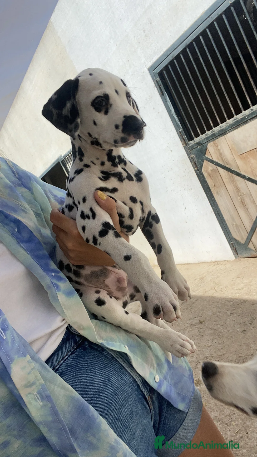 Imagen de galería {{count}}