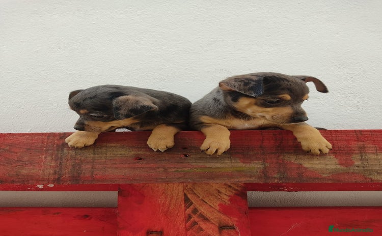 Pinscher Miniatura perros - Anuncio 5