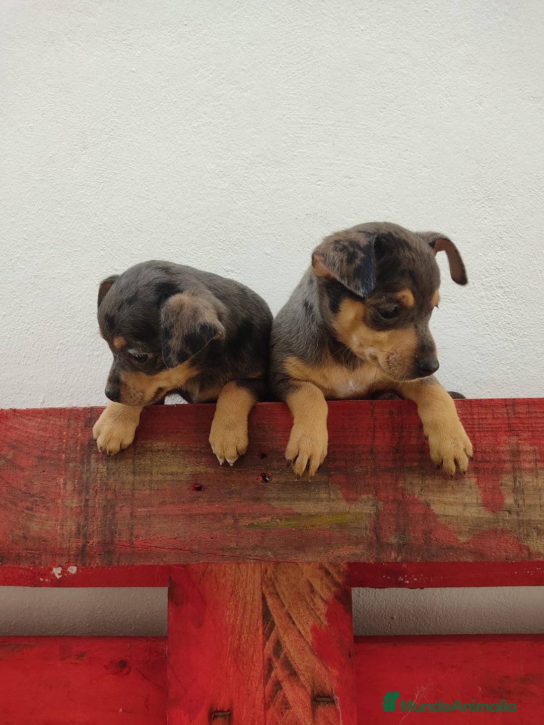 Pinscher Miniatura perros en venta: Mini pinche merle  - Imagen 1