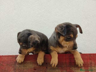 Pinscher Miniatura perros - Anuncio 5