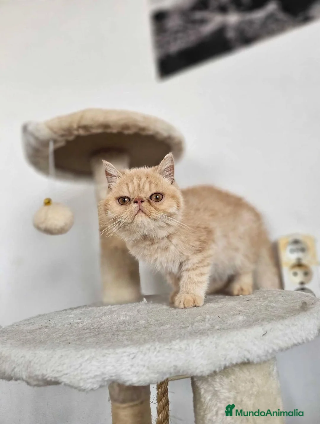 Exótico de Pelo Corto gatos en venta: Exotico en Alicante - Anuncio 2