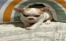 Chihuahua perros en venta: Exclusivos chihuahuas rusos - Imagen 3