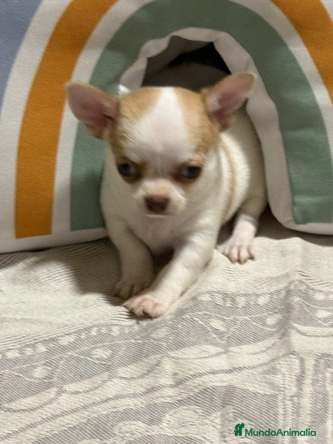 Chihuahua perros en venta: Exclusivos chihuahuas rusos - Imagen 3