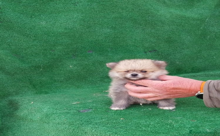 Pomerania perros - Propaganda 10