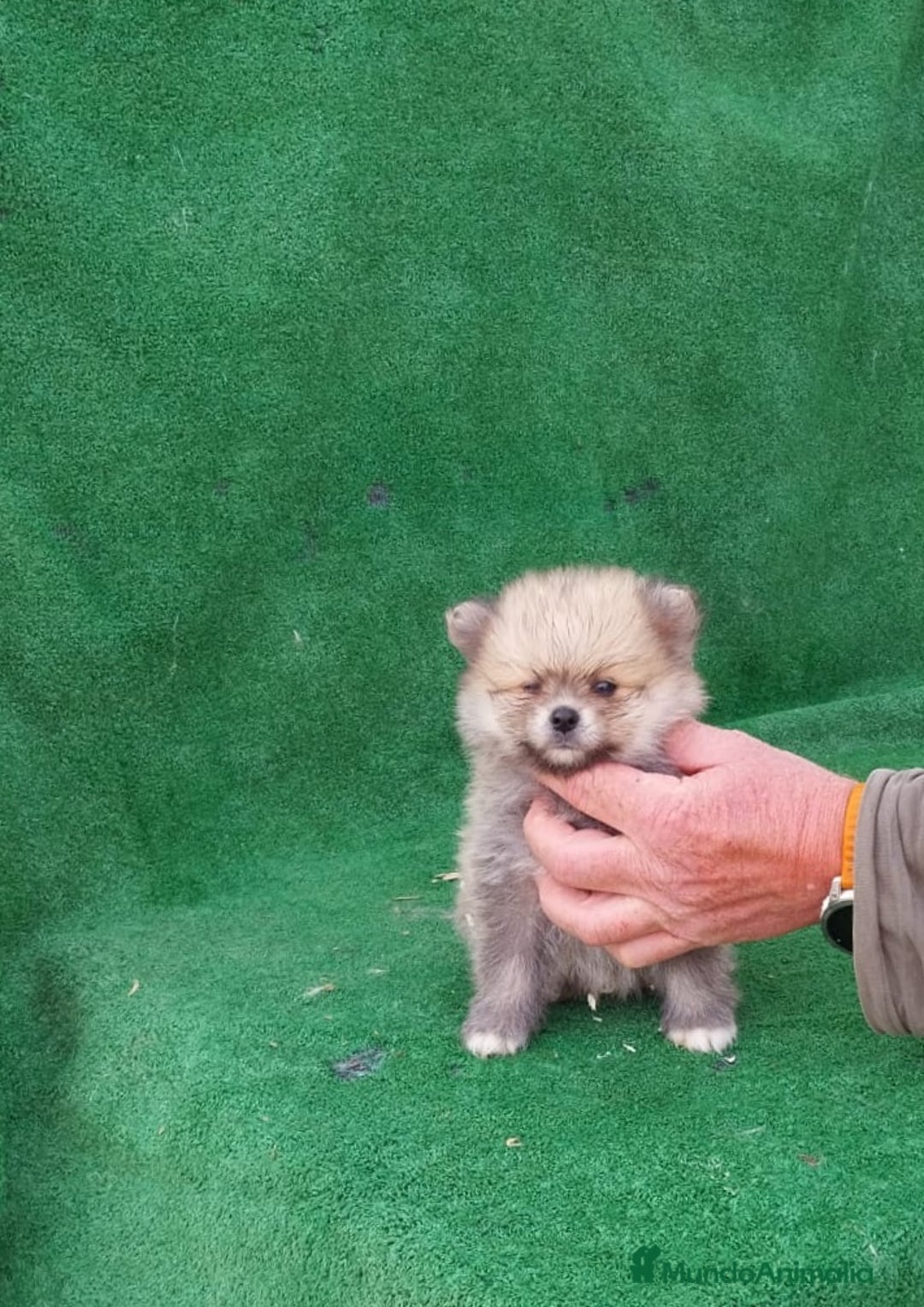Pomerania perros en venta: Lulú Pomerania  - Imagen 1