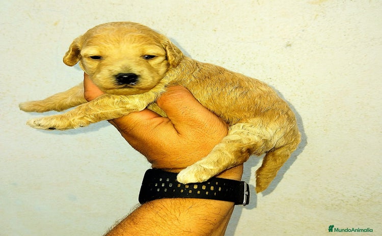 Caniche Toy perros - Anuncio 4