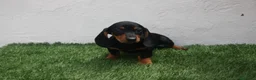 Teckel Miniatura perros en venta: Teckel miniatura  - Anuncio 12