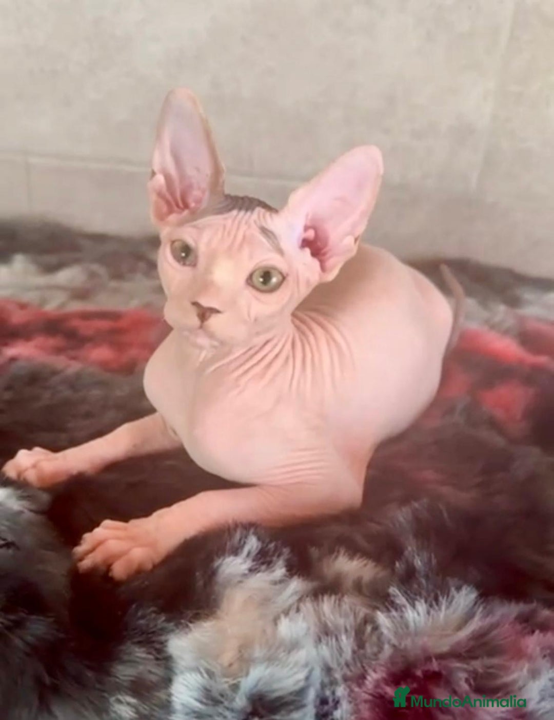 Sphynx gatos en venta: Sphynx únicos 💙 - Imagen 6