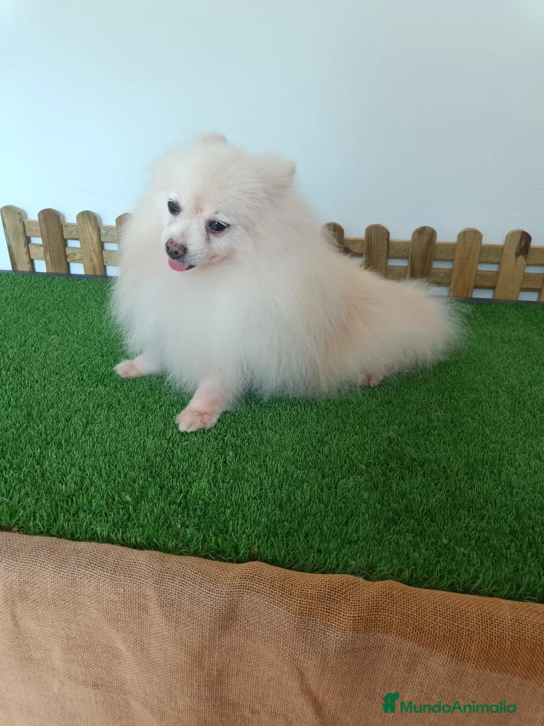 Pomerania perros en venta: Pomerania  - Anuncio 2
