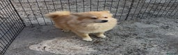 Pomerania perros en venta: Pomerania 6 meses  - Anuncio 3