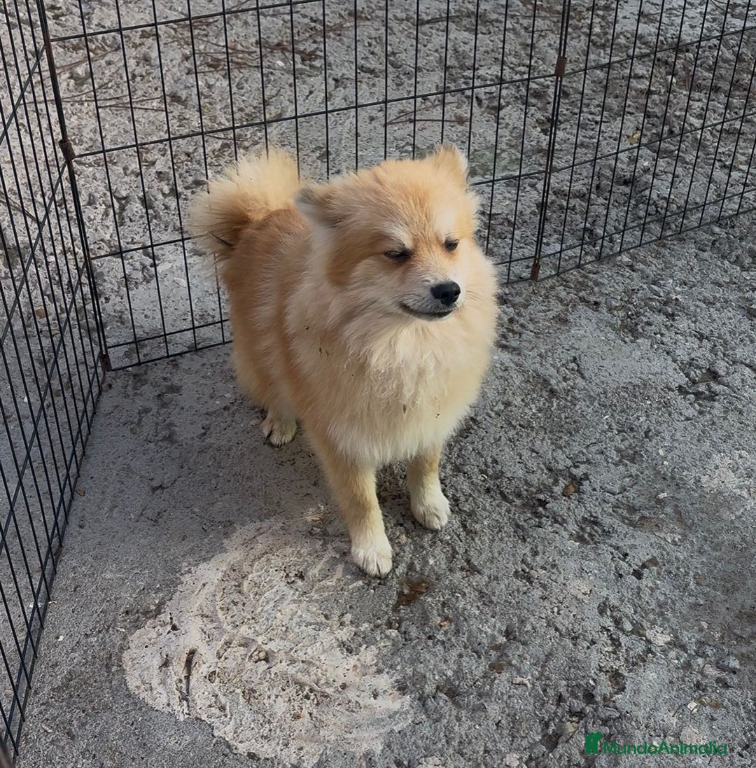 Pomerania perros en venta: Pomerania 6 meses  - Anuncio 3