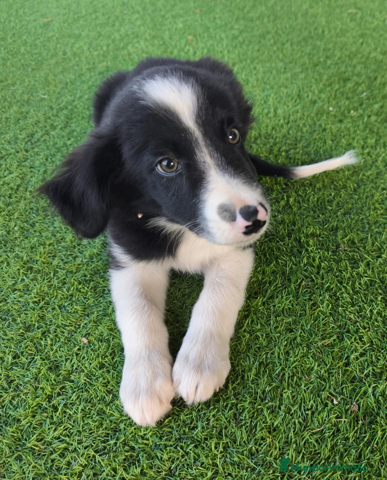 Border Collie perros Cachorro border collie! Precio real! - Anuncio 2