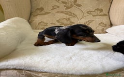 Teckel Miniatura perros en venta: Teckel miniatura varios colores  - Imagen 19