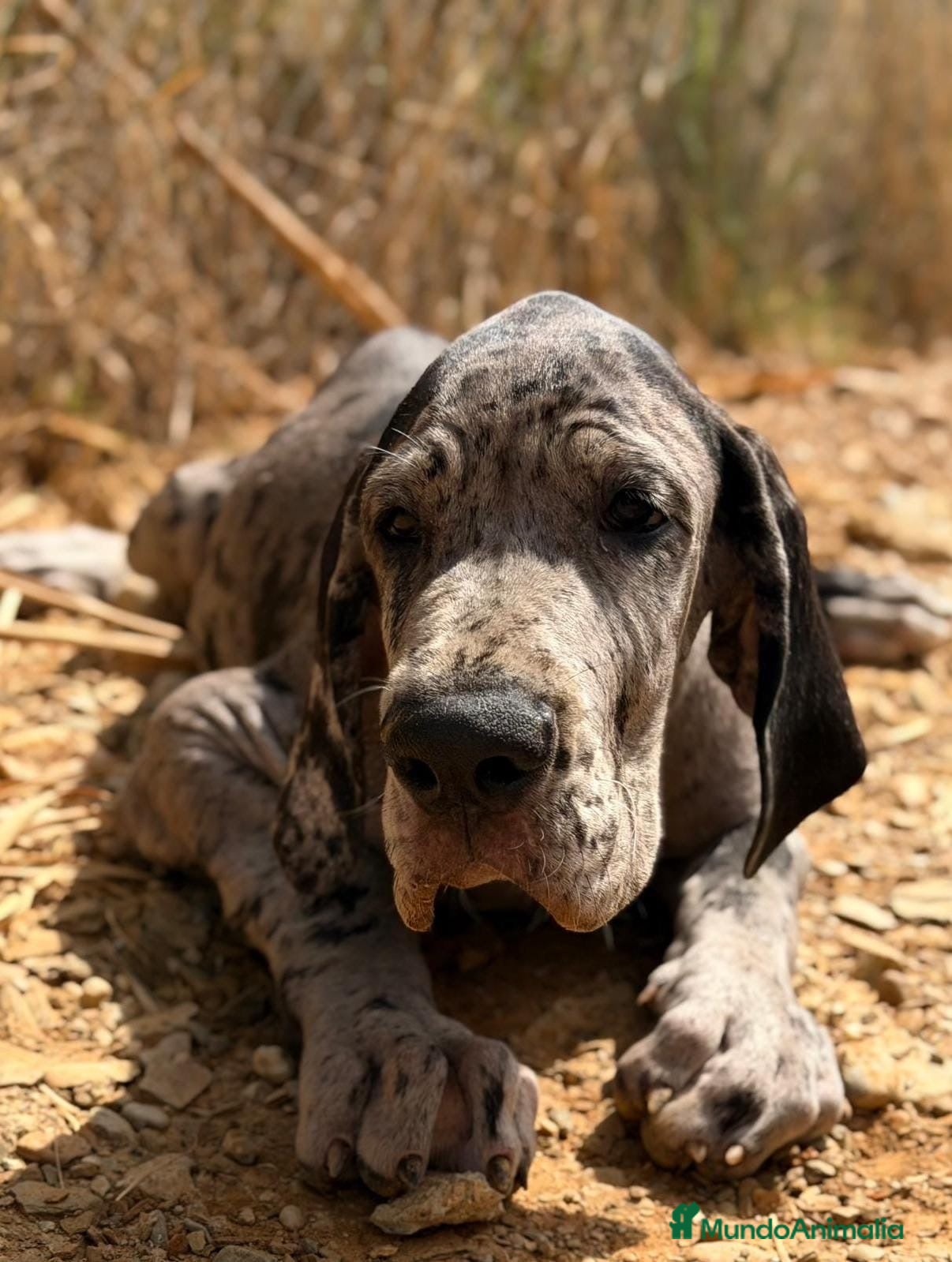 Dogo Alemán perros Cachorros Garn Danés  - Anuncio 3