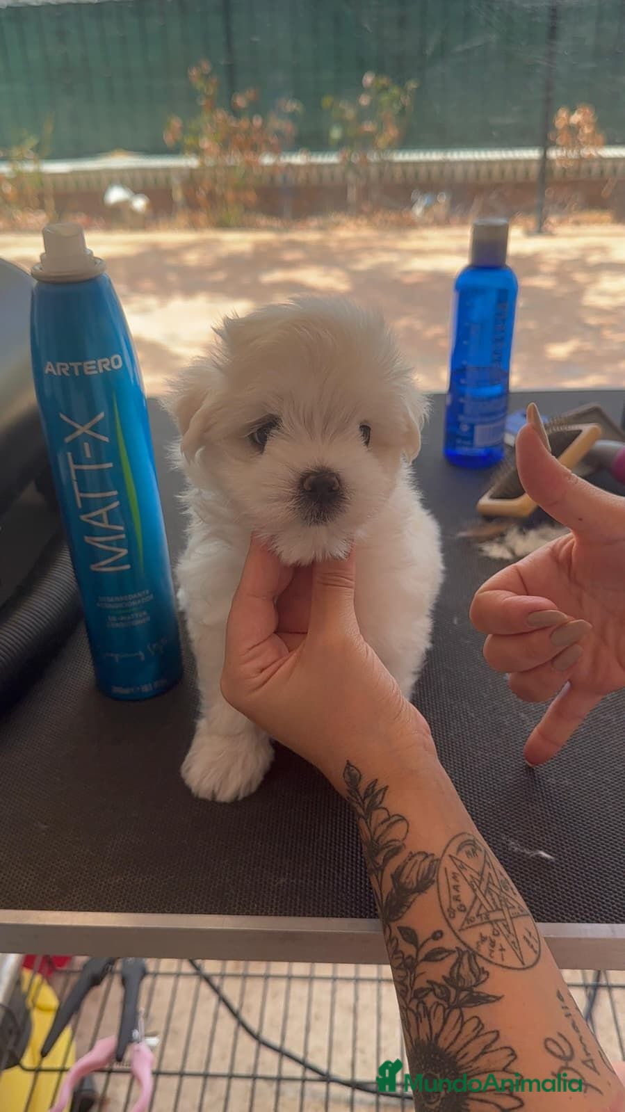 Bichón Maltés perros Bichon Mates linea coreana - Anuncio 1
