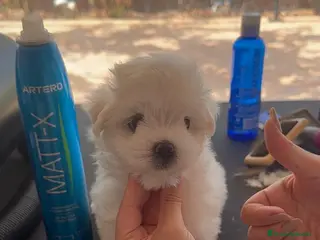 Bichón Maltés perros Bichon Mates linea coreana - Anuncio 2