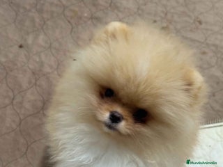Pomerania perros ‼️POMERANIAS AMERICANOS TAMAÑO TOY - Anuncio 1