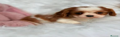 Cavalier King Charles Spaniel Cachorro 2