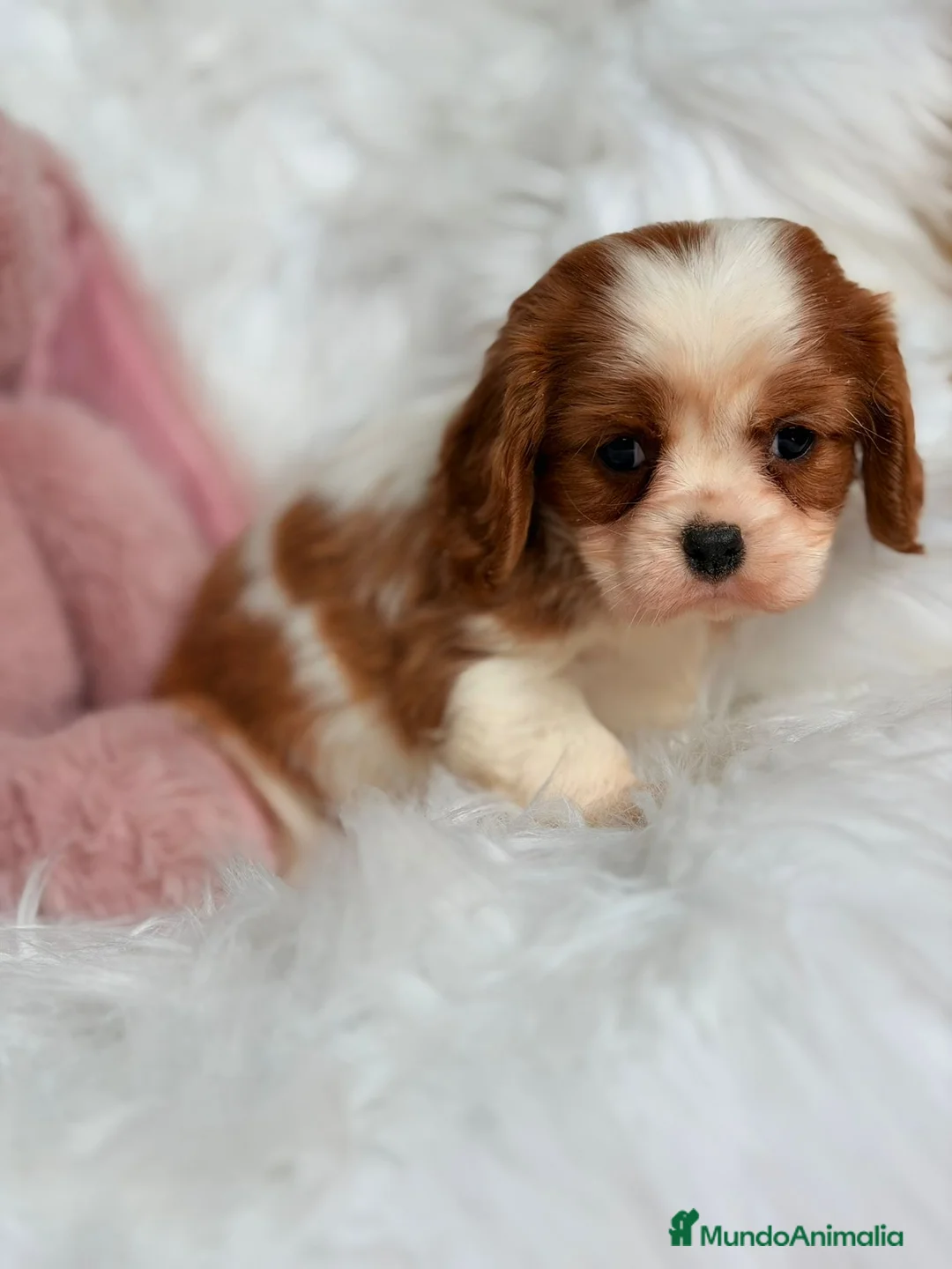 Cavalier King Charles Spaniel perros en venta: CAVALIER BLENHEIM  - Anuncio 1
