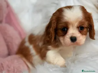 Cavalier King Charles Spaniel perros CAVALIER BLENHEIM - Anuncio 2