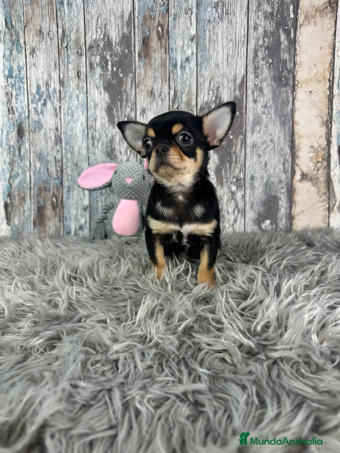Chihuahua perros en venta: Precioso Chihuahua Mini  - Anuncio 1
