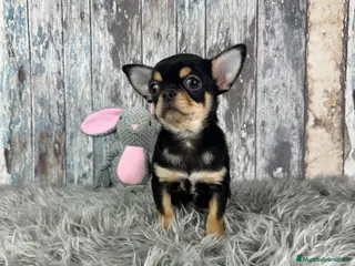 Chihuahua perros Precioso Chihuahua Mini - Anuncio 1