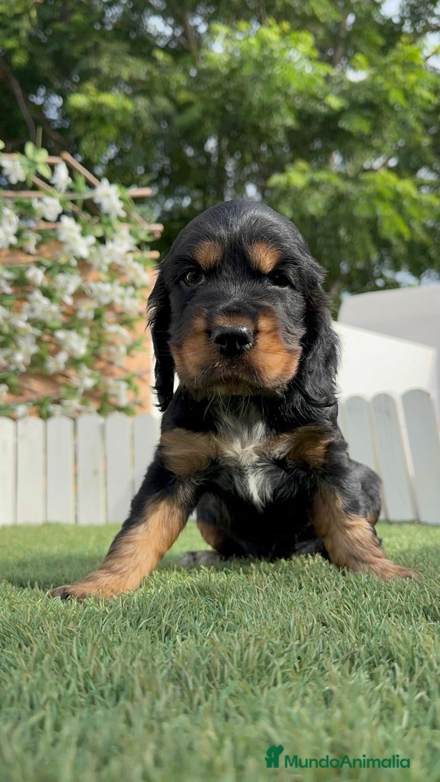 Cocker Spaniel Inglés perros COCKER SPANIEL INGLÉS 🎀 - Anuncio 8