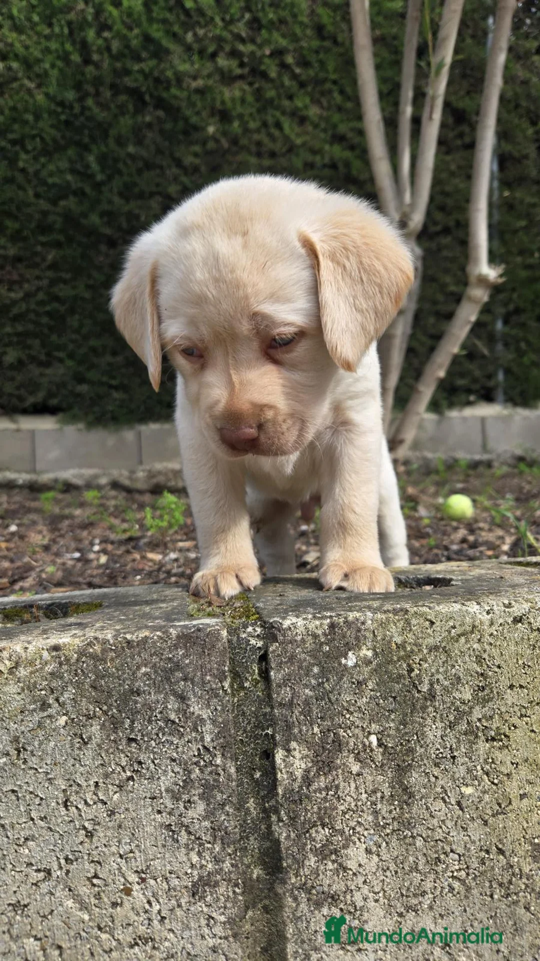 Labrador Retriever perros en venta: Cachorros labrador retriever - Anuncio 5