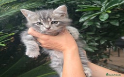 Británico de Pelo Corto gatos en venta: Gatcot.com - Imagen 2