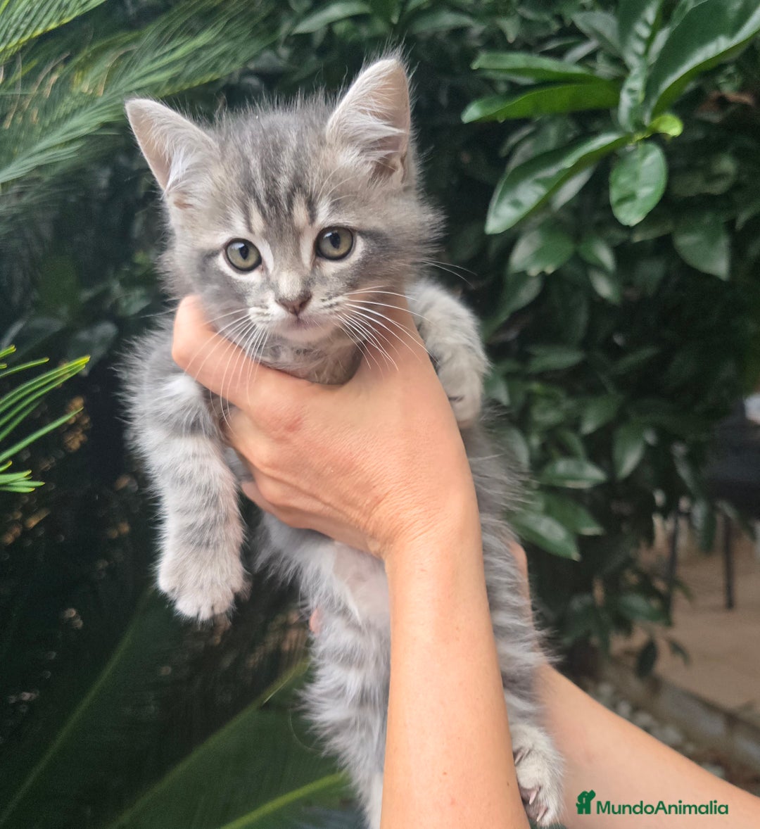Británico de Pelo Corto gatos en venta: Gatcot.com - Imagen 2