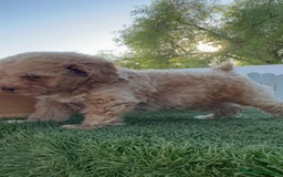 Caniche Toy perros en venta: CANICHE TOY MACHO - Imagen 22