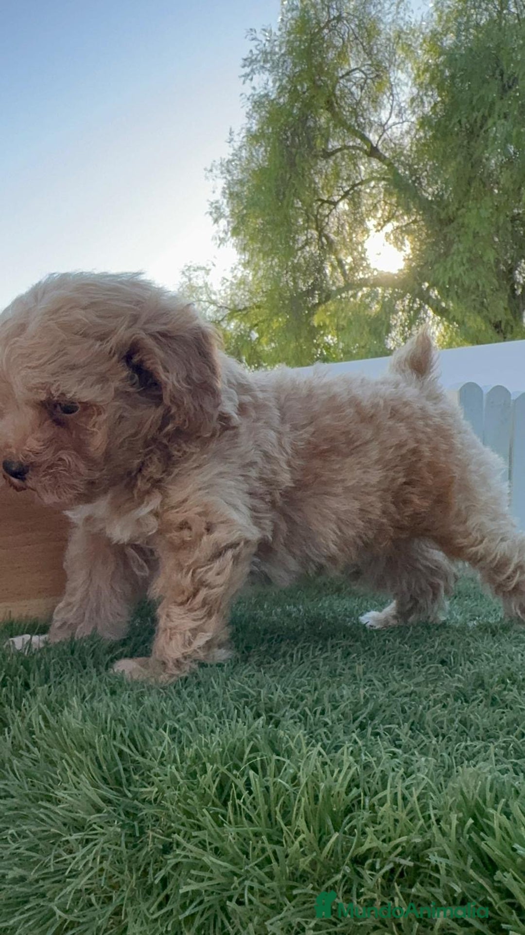 Caniche Toy perros en venta: CANICHE TOY MACHO - Imagen 22