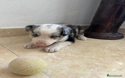 Border Collie perros en venta: BORDER COLLIE - Imagen 6