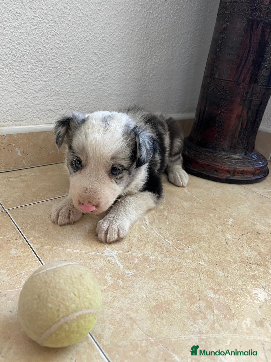 Border Collie perros en venta: BORDER COLLIE - Imagen 6