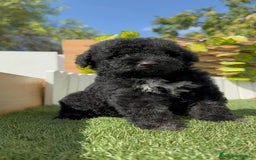 Perro de Agua Español perros en venta: PERRO DE AGUA ESPAÑOL HEMBRA - Imagen 7