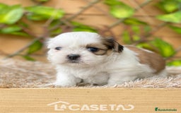 Shih Tzu perros en venta: Camada de Yadira  - Imagen 8