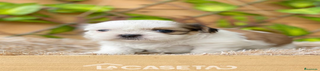 Shih Tzu Cachorro 3695