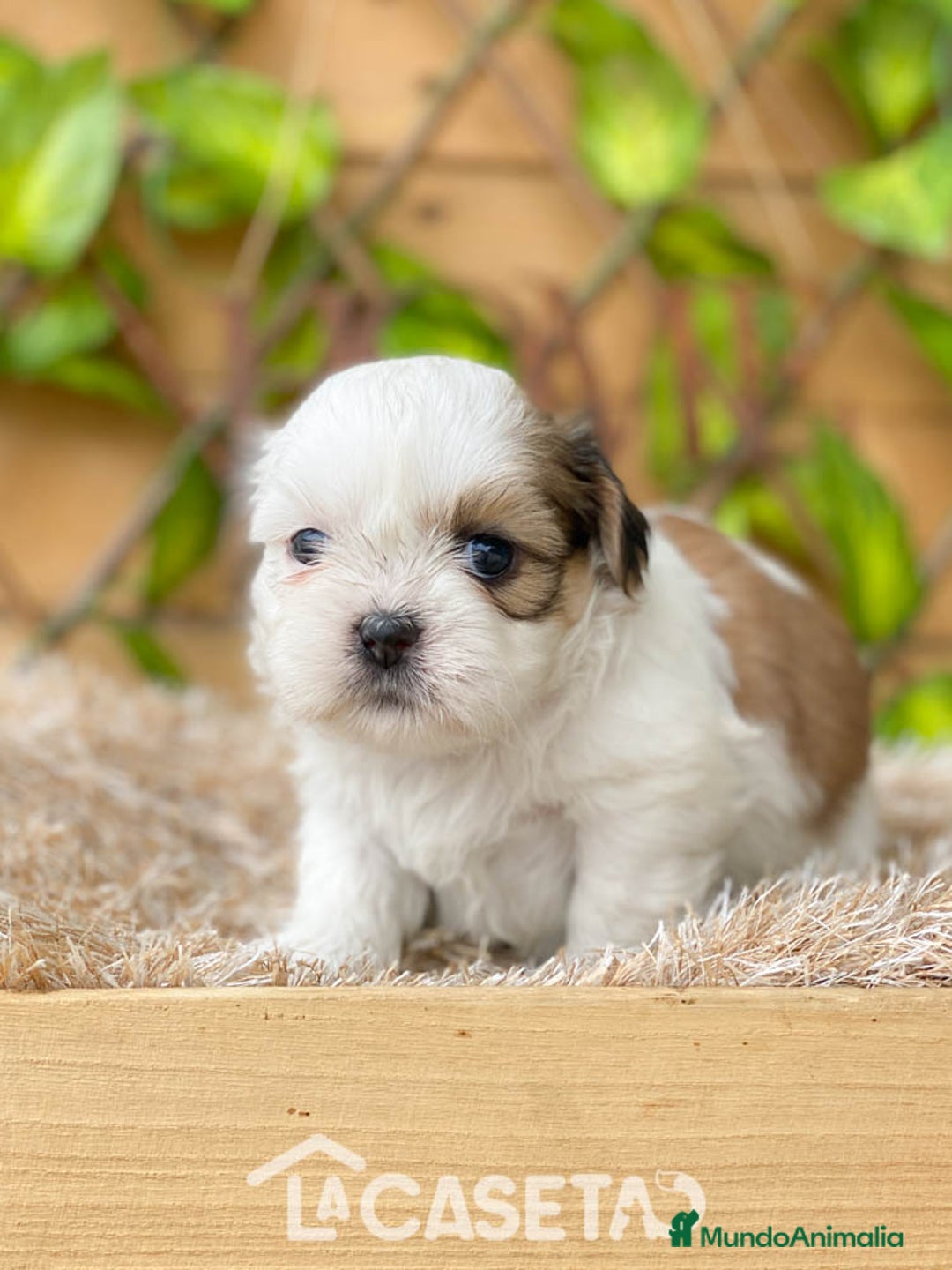Shih Tzu perros en venta: Camada de Yadira  - Imagen 8